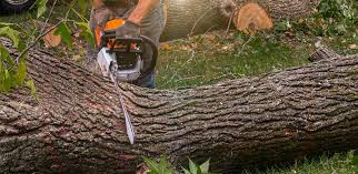 Best Hazardous Tree Removal  in Fairplay, GA